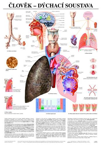Nástěnné tabule - Člověk - dýchací soustava