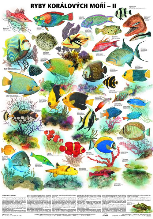 Nástěnné tabule - Ryby korálových moří II