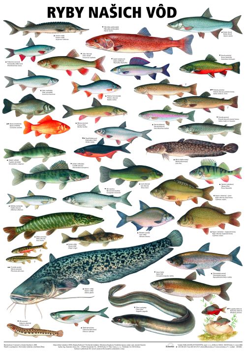 Nástěnné tabule - Ryby našich vod